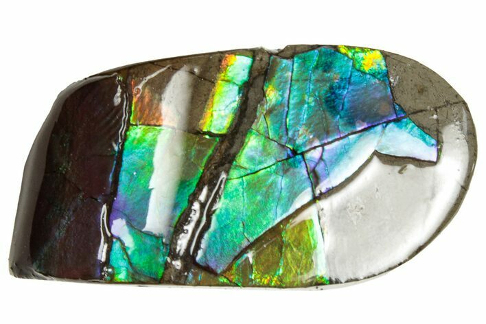 Iridescent Ammolite (Fossil Ammonite Shell) - Alberta #357401
